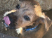 Jack Russell x Border Lakeland puppies