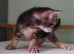 Beautiful mixed breed kittens