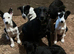 Border Collie Pups