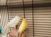 Rylander canary pair