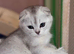 Stunning TICA Reg. Scottish Fold Kittens