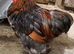 Pekin Cockerel chicken