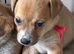 Jackrussel puppies to reserve