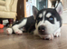 Adorable Siberian Huskies Puppies