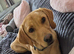 Gorgeous Fox Red Labrador - 11 months