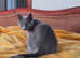 Russian Blue female for rehoming