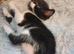 kittens