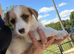 Jackrussell pups