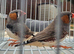 Zebra Finches