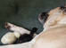 Rehome