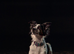 Border collie x papillon puppies