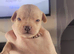 Frenchie cross Jack Russell pups for sale