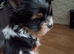 Beautiful girls Yorkshire terrier biewer