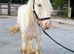 Beautiful 13.3 Cremello Cob