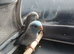 Grey and blue parrotlets