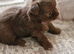 Long Haired 3/4 Russian Chihuahua's