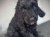 READY TODAY!!!! Gorgeous litter of 11 mini Goldendoodles