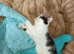 Gorgeous kittens looking for their forever home