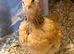 Brahma Chickens for sale