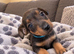Jack russell puppies