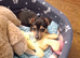 Female Jack Russell
