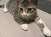 2 kittens looking for their forever home