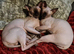 Sphynx kittens for sale