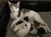 Beautiful White Female Kitten for sale Ready now - Microchipped wormed & flea DOB 11.03.2026