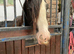 Very smart 13.3 smokey blagdon