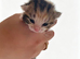 Tortoiseshell Kittens available