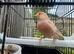 Redpoll x goldfinch mule