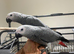 Male Baby Tame HandReared African Grey Parrot