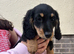 Kc reg mini dachshund
