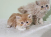 Pure Persian kittens for sale
