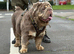 Olde Tyme Fluffy Bulldog For Stud