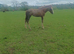 GREY IRISH DRAUGHT FILLY