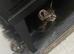 Gorgeous Female Kittens with stunning patterns