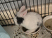 Bunny for sale , young around 5 weeks