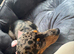Miniature female dapple girl looking for her forever home