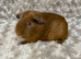 Bonded Baby Guinea Pigs