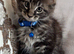 Pure Maincoon kittens