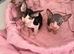 Beautiful Sphynx kittens
