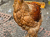Brahma Cockerells