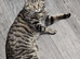 2-Year-Old Tabby Cat Looking for a Quiet, Loving Home