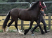 Outstanding chocolate dun 2yr filly