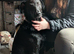 Crunchy 3 yr old Labrador cross