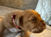 Dogue de Bordeaux
