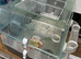 Lovely male mouse with cage