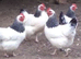 GOLD TOP hatching eggs SILKIE x LIGHT SUSSEX