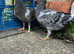 Very nice and very good and healthy racing pigeons